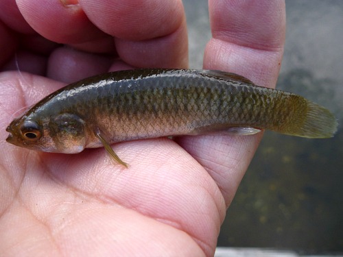 Angler holding female mummichog