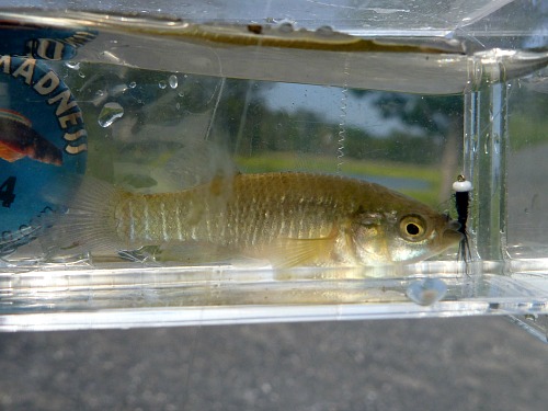 Mummichog in Micro Fishing Photo Tank