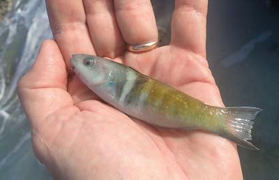 Bluehead Wrasse