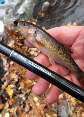 First Tenkara Fish