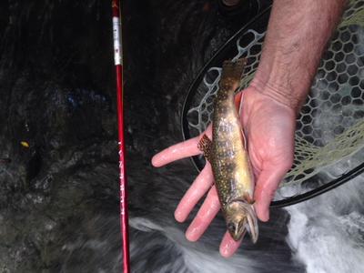 Kurenai with GSMNP Brookie!