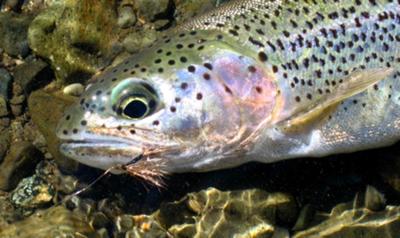 Mountain Stream Trout Love Deer Hair Dry Flies