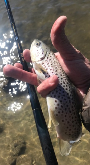 13" brown trout