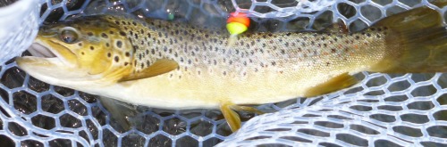Brown trout in net, with Nakazima Ball Float