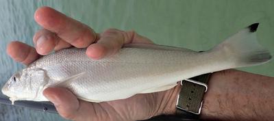 Gulf Kingfish (Whiting)