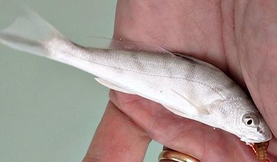 Southern Kingfish, note stripes on body
