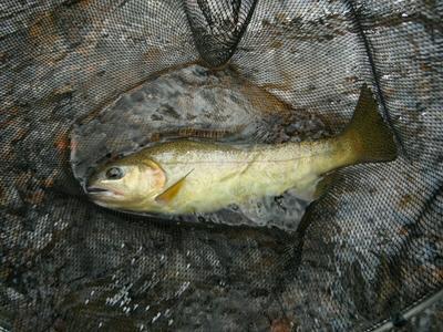 Gila Trout 