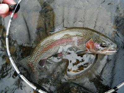 Lower Mountain Fork rainbow 