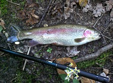 Rainbow Trout