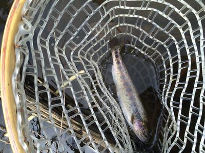 Athabasca Rainbow Trout