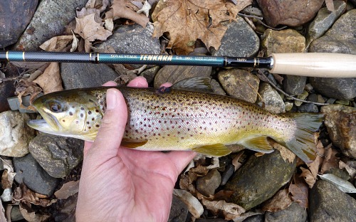 Nissin Royal Stage Tenkara rod and Brown Trout