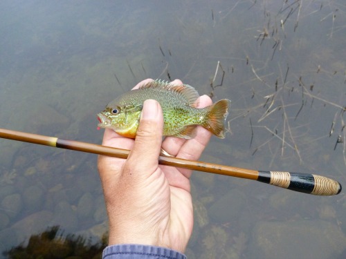 Angler holding small sunfish