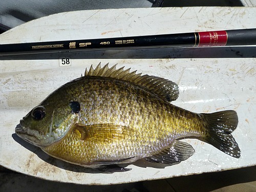 Bluegill and Nissin SP 450 on canoe paddle