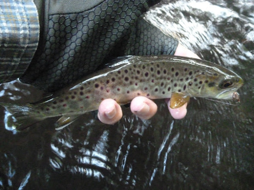 Angler holding brown trout that had very few red spots
