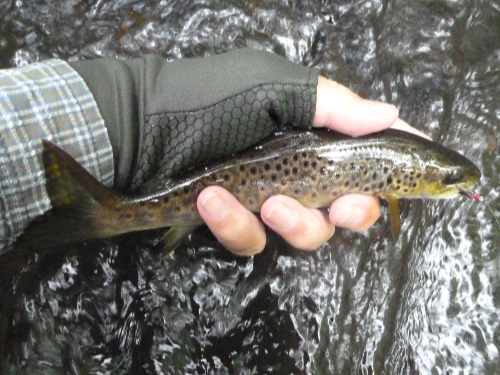 Another trout with almost no red spots