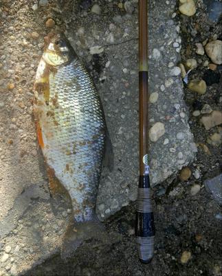 Golden Shiner