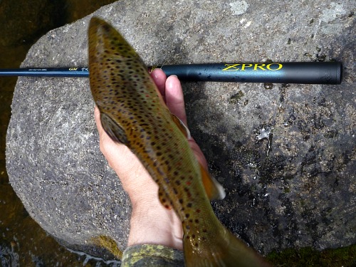 Brown trout an Suntech ZPRO