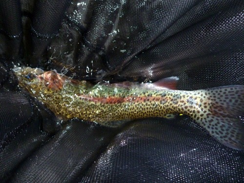 Rainbow trout in the net