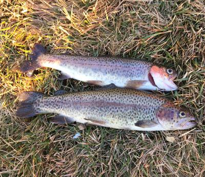 Winter Trout