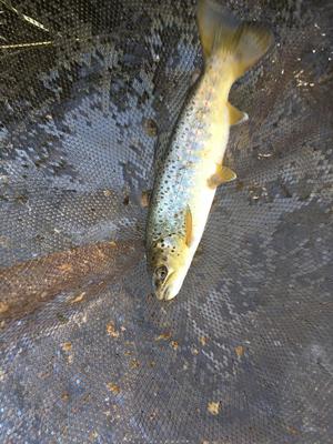 Caught on a downstream cast