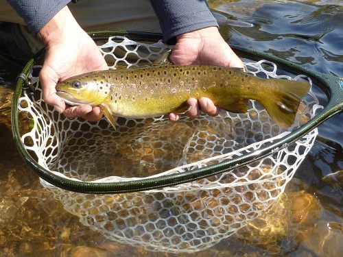 Tenkara no Oni holding trout just above water's surface.