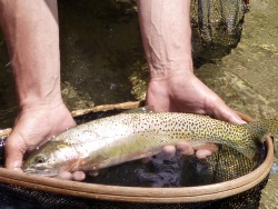 Brown trout in the net