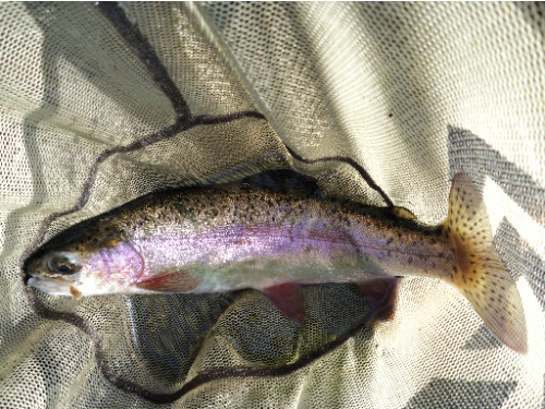 Rainbow trout in the net