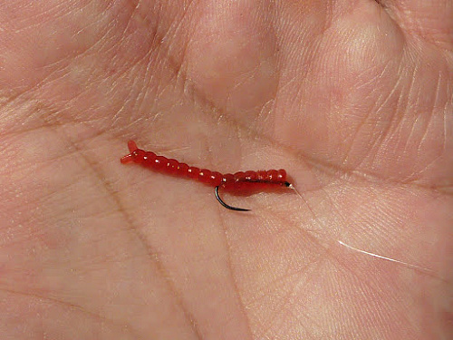 Angler holding Eurotackle Original Blood Worm