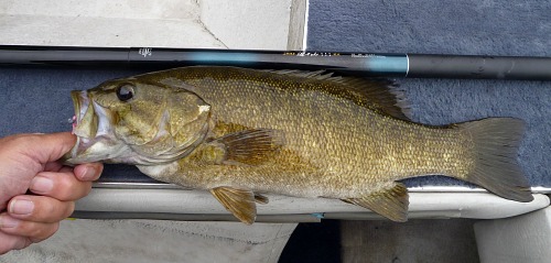 Angler holding smallmouth bass