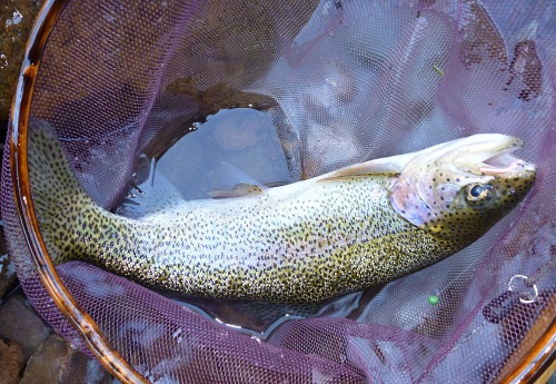 Rainbow trout in the net, overhand worm visible in its mouth.