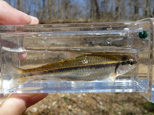 Common Shiner  Missouri Department of Conservation