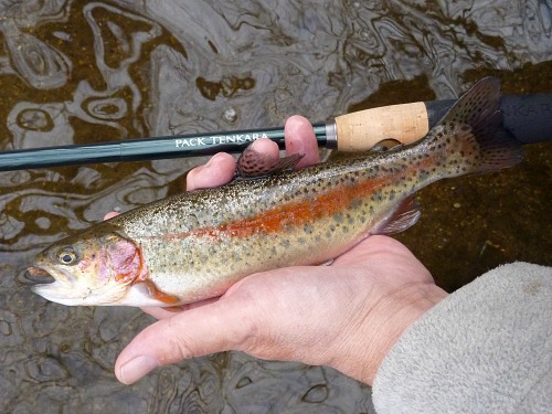 Angler holding rainbow trout and Pack Tenkara rod