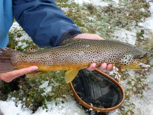 Angler holding large brown trout