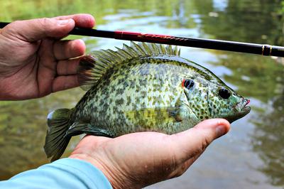 This beautiful Redear Sunfish couldn't resist a Killer Bug bounced along the bottom.