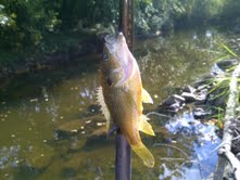 Sunfish recently in rocks