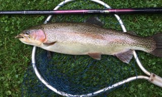 Large trout caught with Daiwa Kiyose 43M