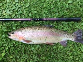 Large trout caught with Daiwa Kiyose 43M