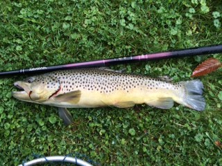 Large trout caught with Daiwa Kiyose 43M