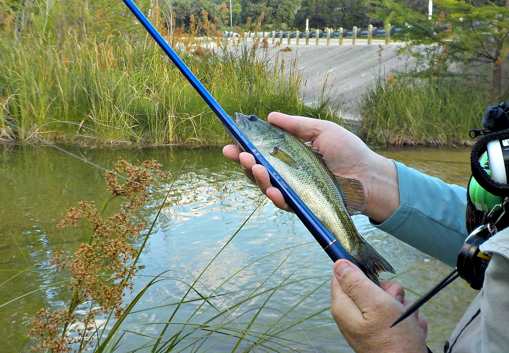 Angler holding largemouth bass and Nissin seiryu rod