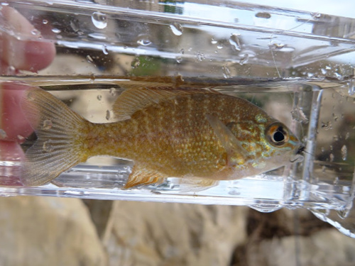 Small sunfish inside Micro Photo Tank