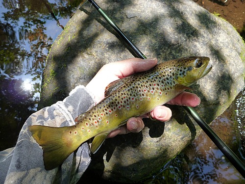 Angler holding brown trout above a Kiyotaki laying on a rock