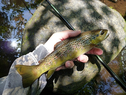 Brown trout with Shimotsuke Kiyotaki