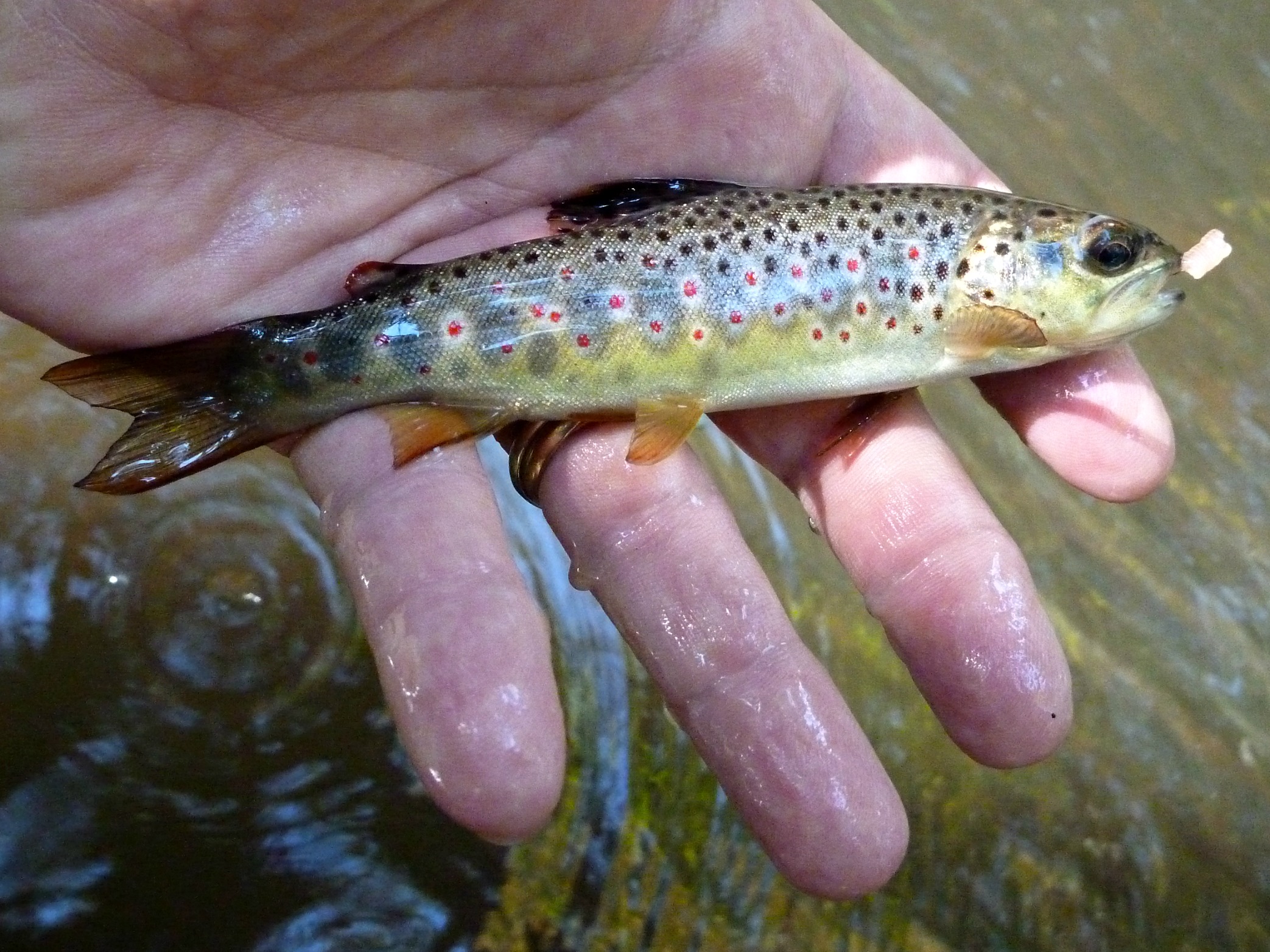 Brown trout hooked with very little bait on the hook