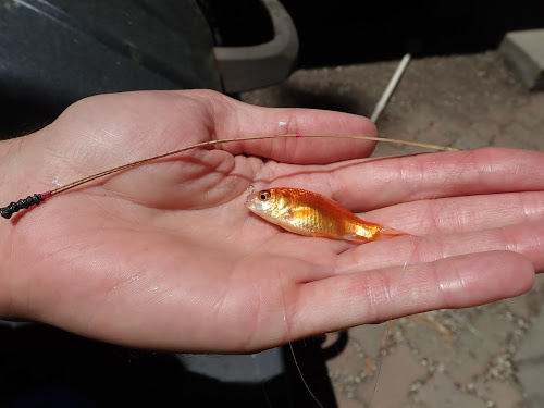 Angler showing micro fishing rod made from Longleaf Pine needles, and goldfish he had caught.
