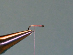 Hook in vise. Thread started just behind eye and wrapped to hook point