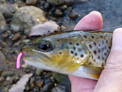 Brown trout with Pink Chenille Worm in its mouth