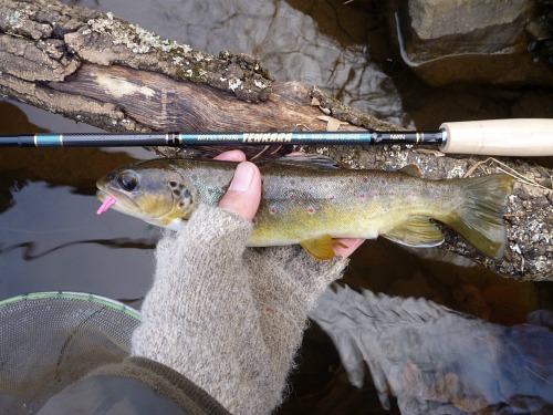 Small brown trout and Royal Stage rod