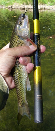 Angler holding fallfish alongside Pocket Mini