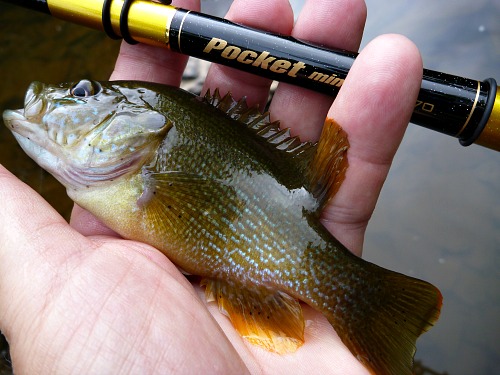 Angler holding green sunfish