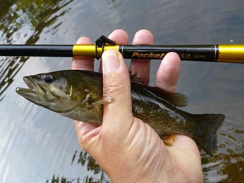 Angler holding smallmouth bass